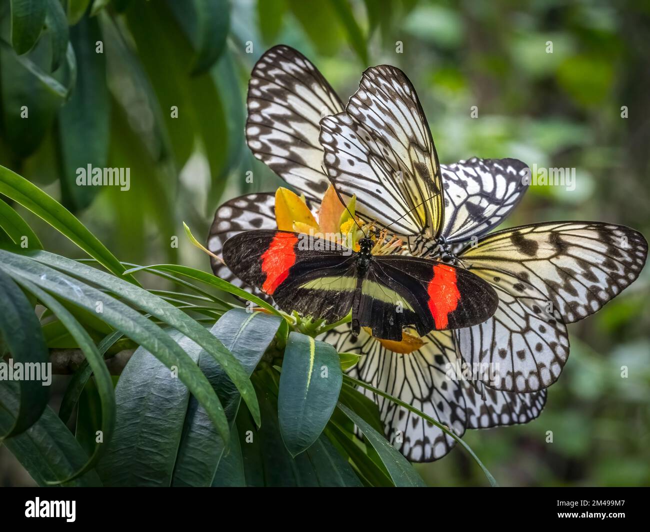 Close up of a group of  paper kite, rice paper or large tree nymph Butterflies Idea leuconoe Stock Photo