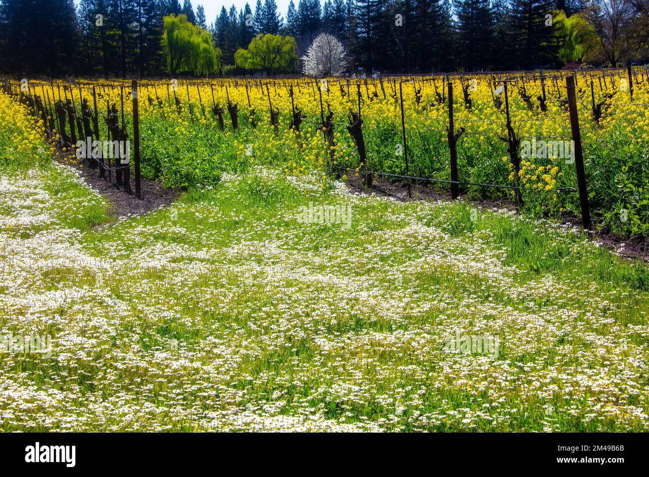 Mustard Rows Mustard rows wine wildflowers hi-res stock photography and images - Alamy