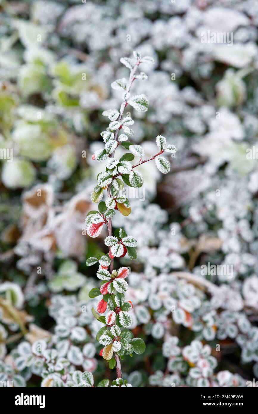 Cotoneaster dammeri  close up of bearberry cotoneaster branch covered with hoarfrost Stock Photo