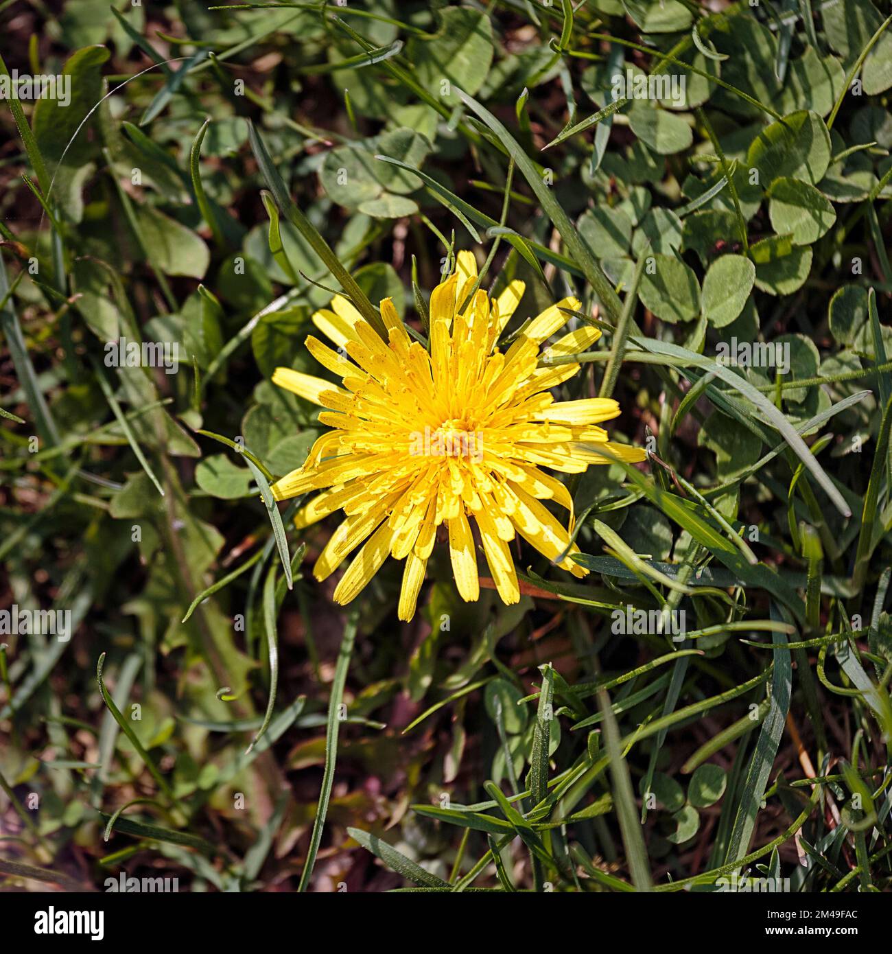 Dandelion flowers close up hi-res stock photography and images - Alamy