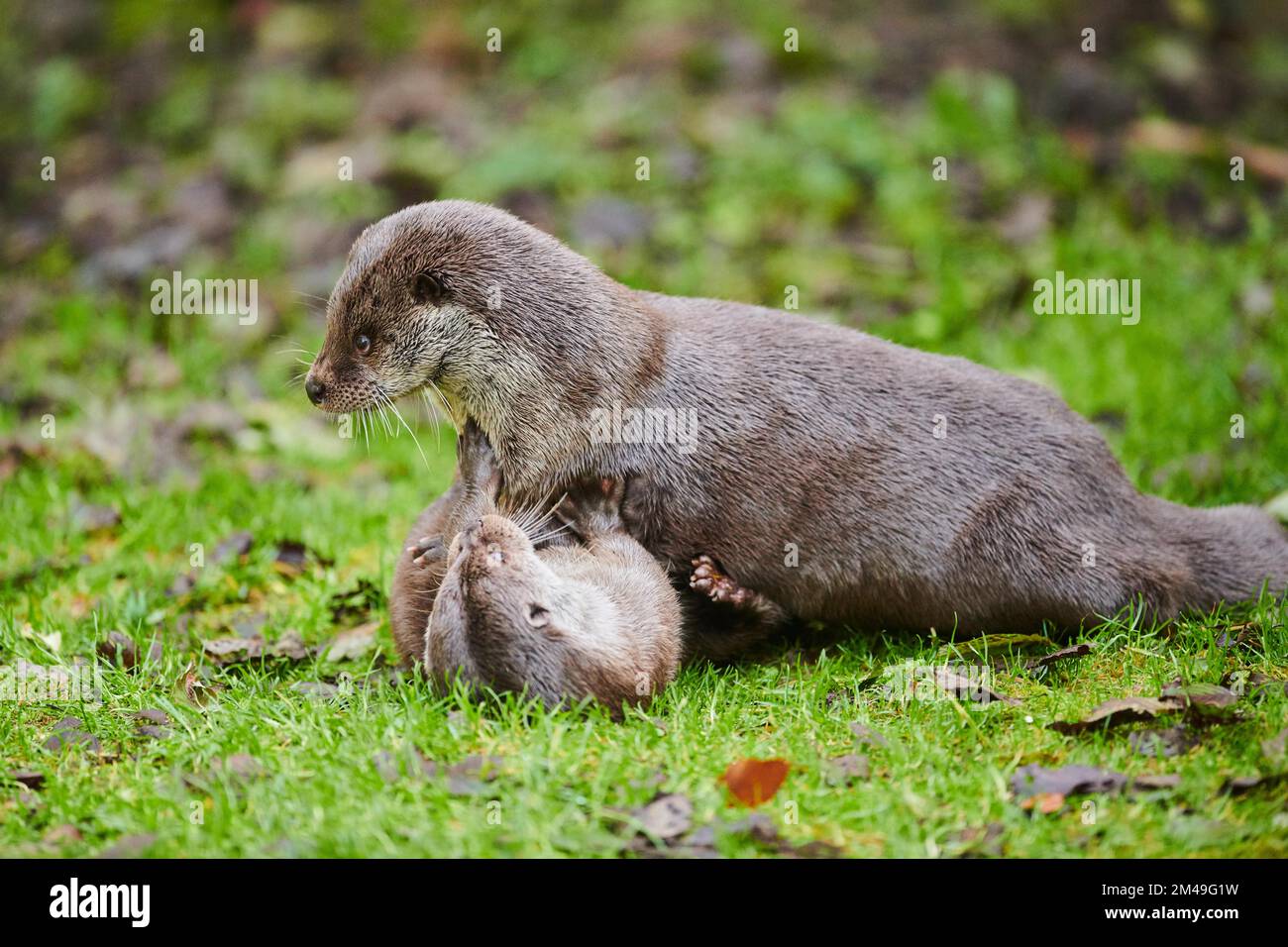 Two Eurasian (Lutra lutra) otters playing with each other on a meadow
