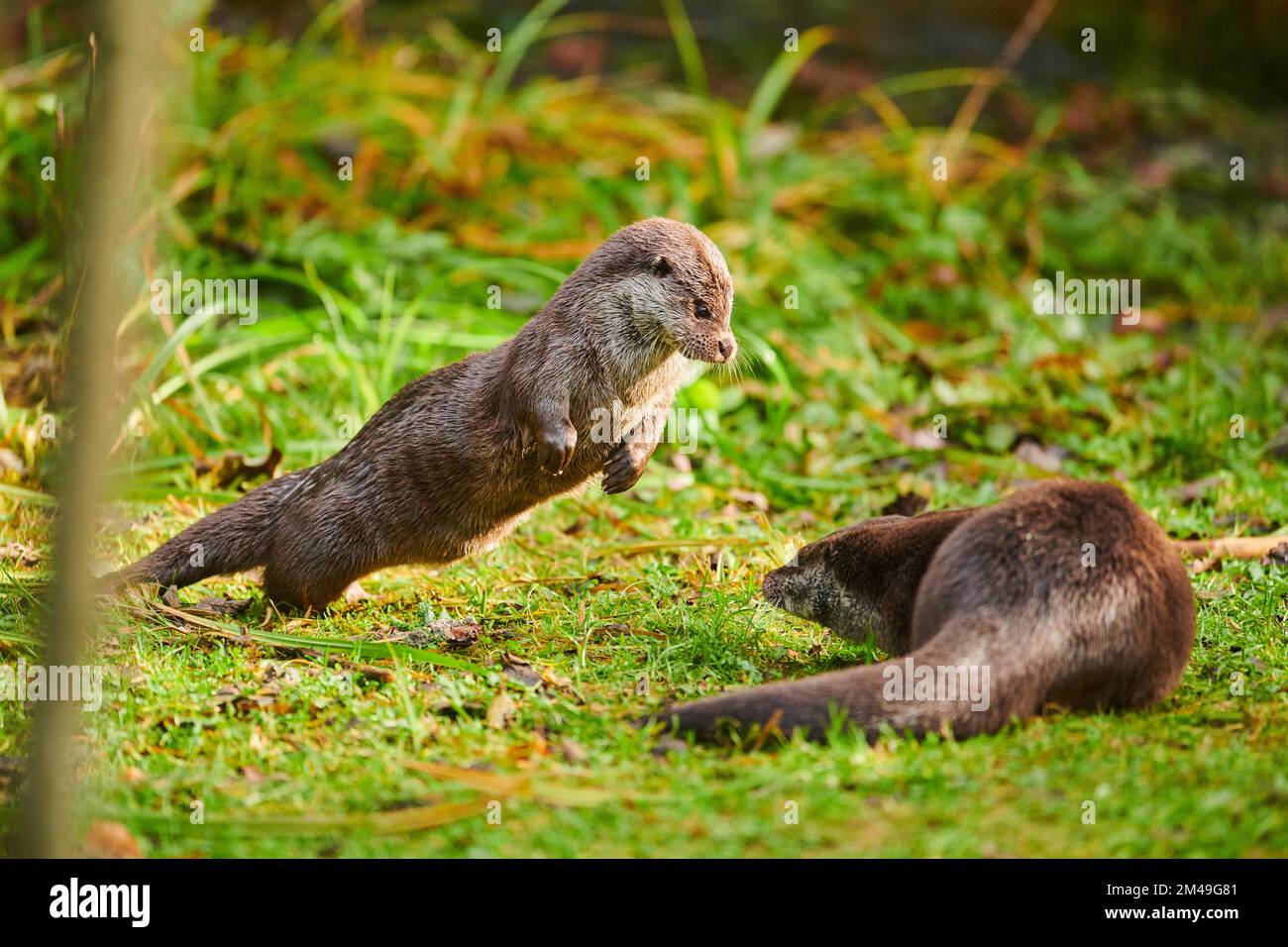 Two Eurasian (Lutra lutra) otters playing with each other on a meadow