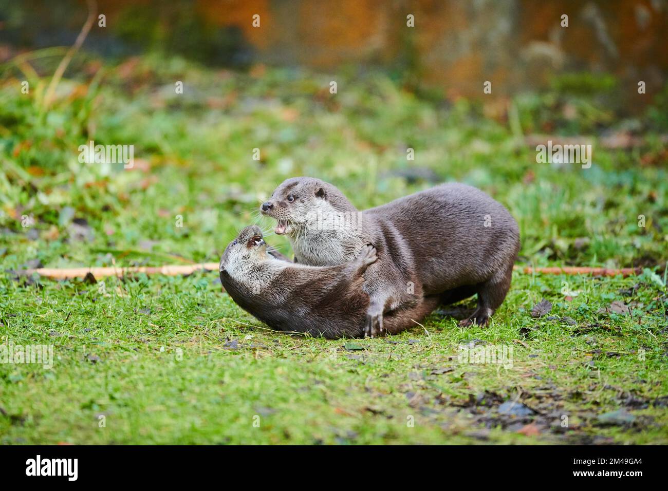 Two Eurasian (Lutra lutra) otters playing with each other on a meadow