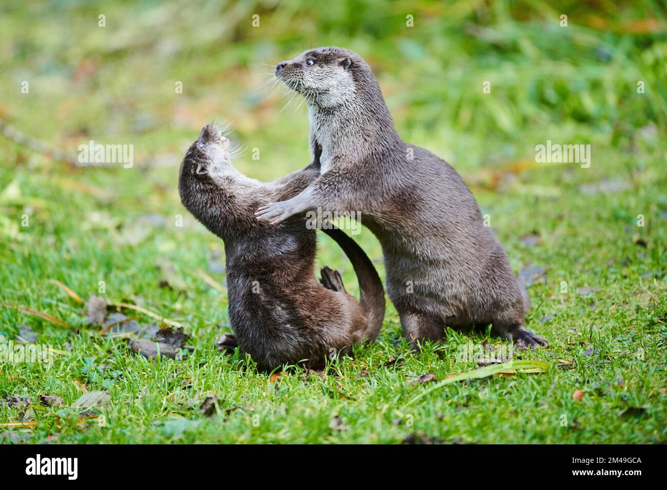 Two Eurasian (Lutra lutra) otters playing with each other on a meadow