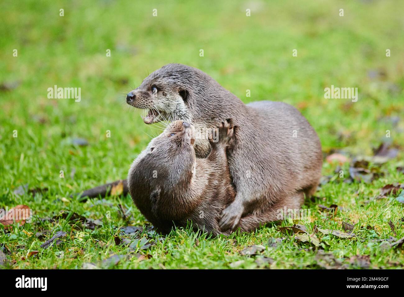 Two Eurasian (Lutra lutra) otters playing with each other on a meadow