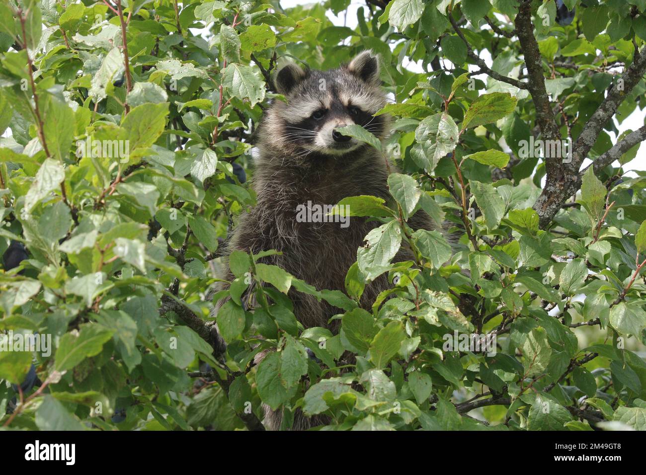 Raccoon (Procyon lotor) in a plum tree, Lower Austria, Austria Stock Photo