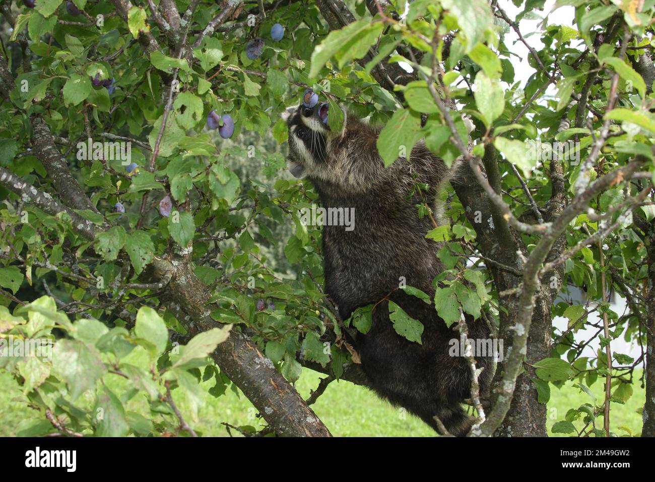 Raccoon (Procyon lotor) in a plum tree, Lower Austria, Austria Stock Photo