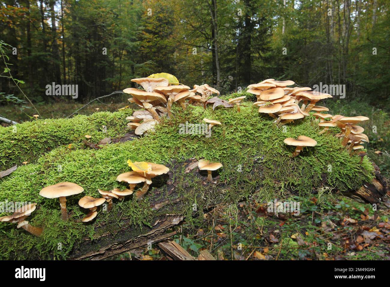 Honey fungus (Armillaria) fungi on mossy maple (Acer) trunk, Allgaeu, Bavaria, Germany Stock Photo