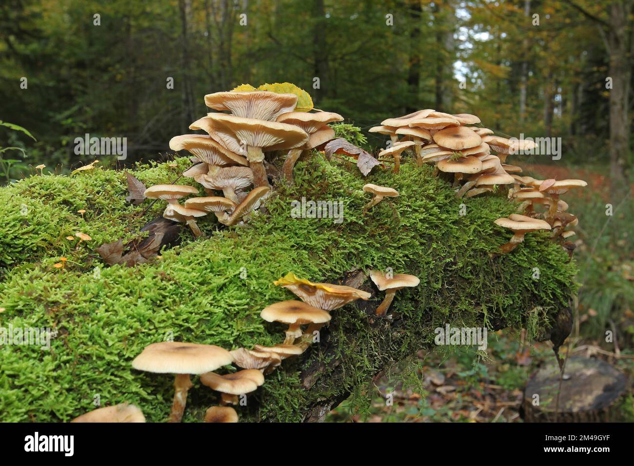Honey fungus (Armillaria) fungi on mossy maple (Acer) trunk, Allgaeu, Bavaria, Germany Stock Photo