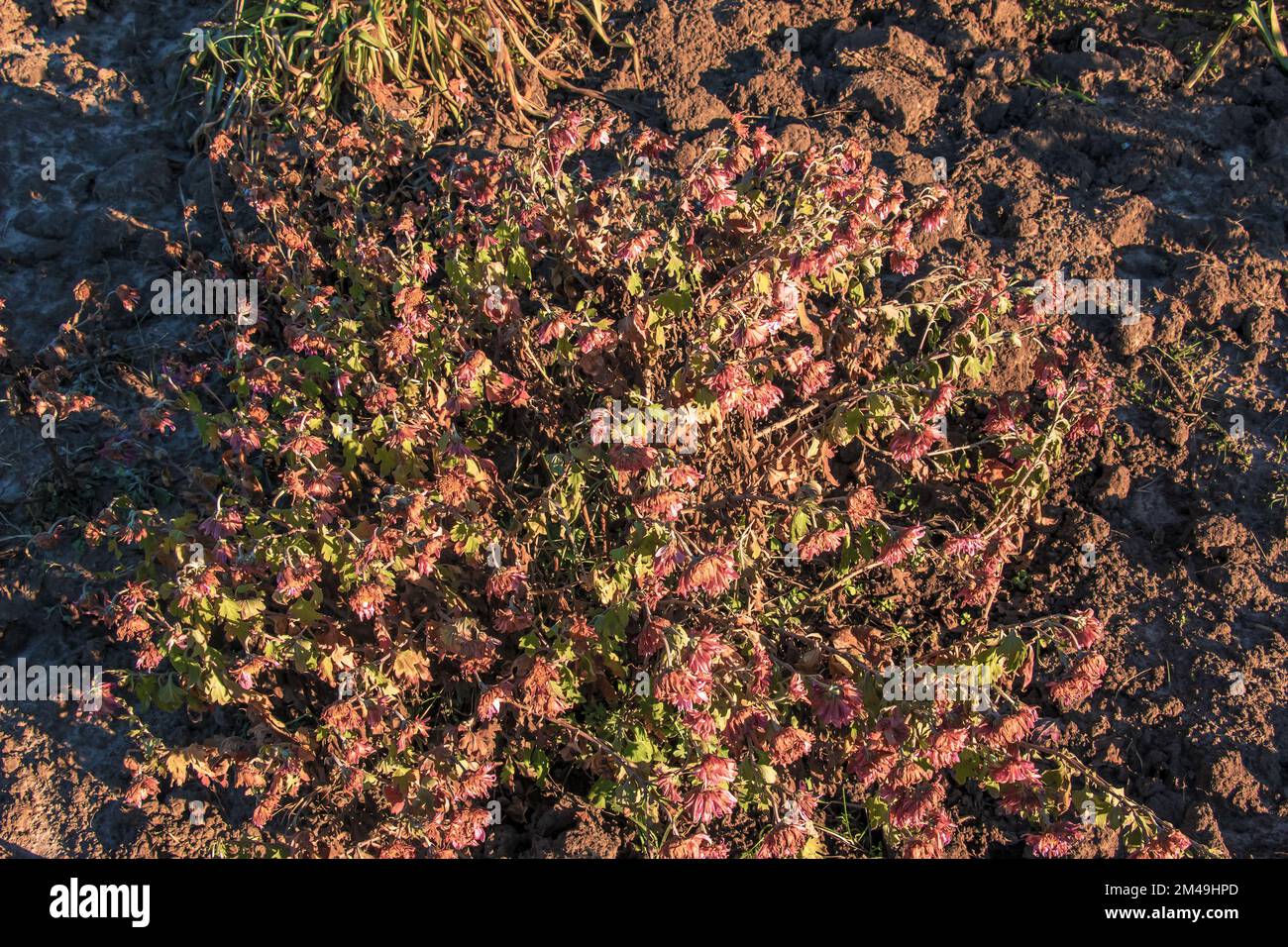 Chrysanthemum. Autumn flowers. Beautiful autumn wither in winter