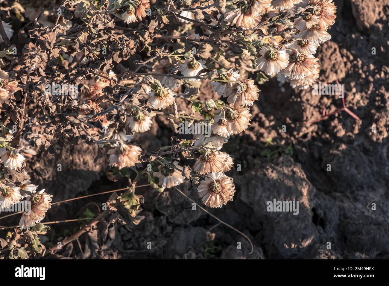 Chrysanthemum. Autumn flowers. Beautiful autumn wither in winter