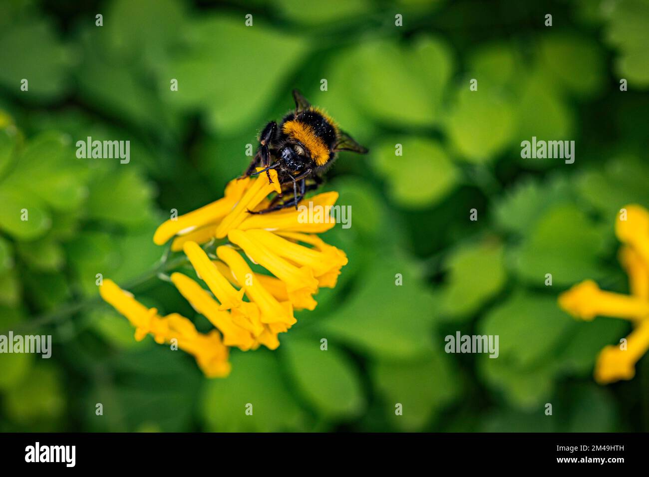 Bumblebee (Bombus) on yellow rock corydalis (Pseudofumaria lutea), Lower Austria, Austria Stock Photo