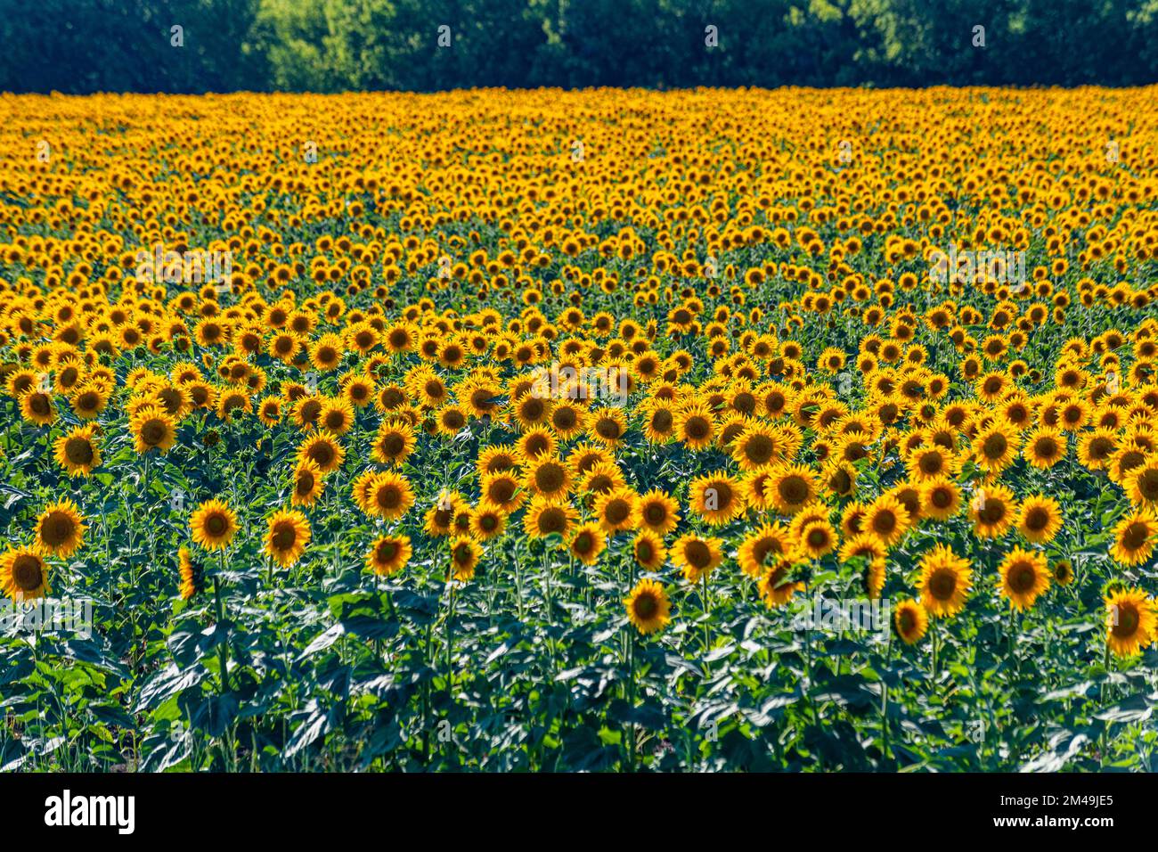 Field of sun flowers, Orenburg Oblast, Russia Stock Photo