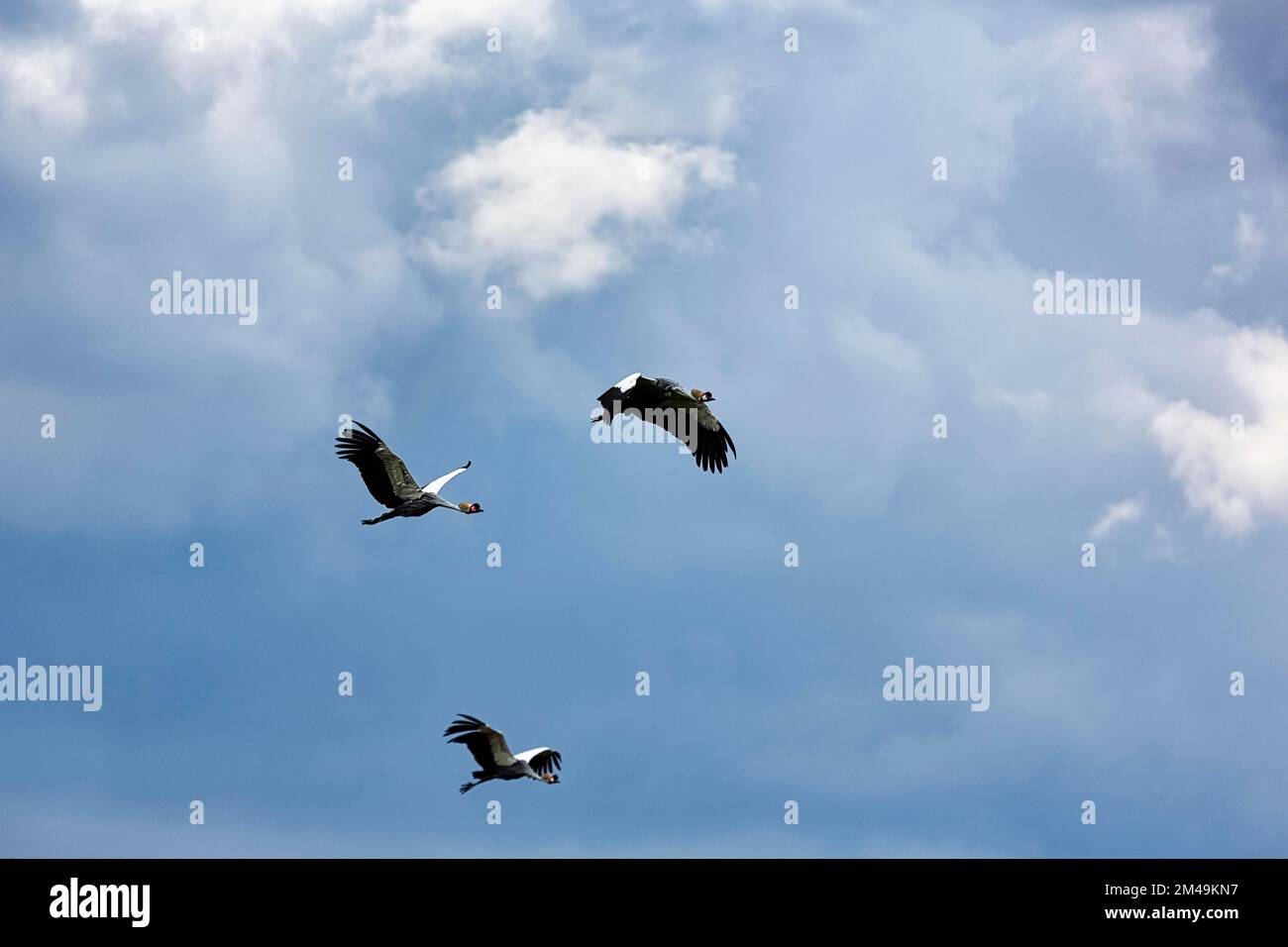 Three crowned cranes (Balearica) flying in the cloudy sky, flight show in the bird park, Weltvogelpark Walsrode, Lower Saxony, Germany Stock Photo