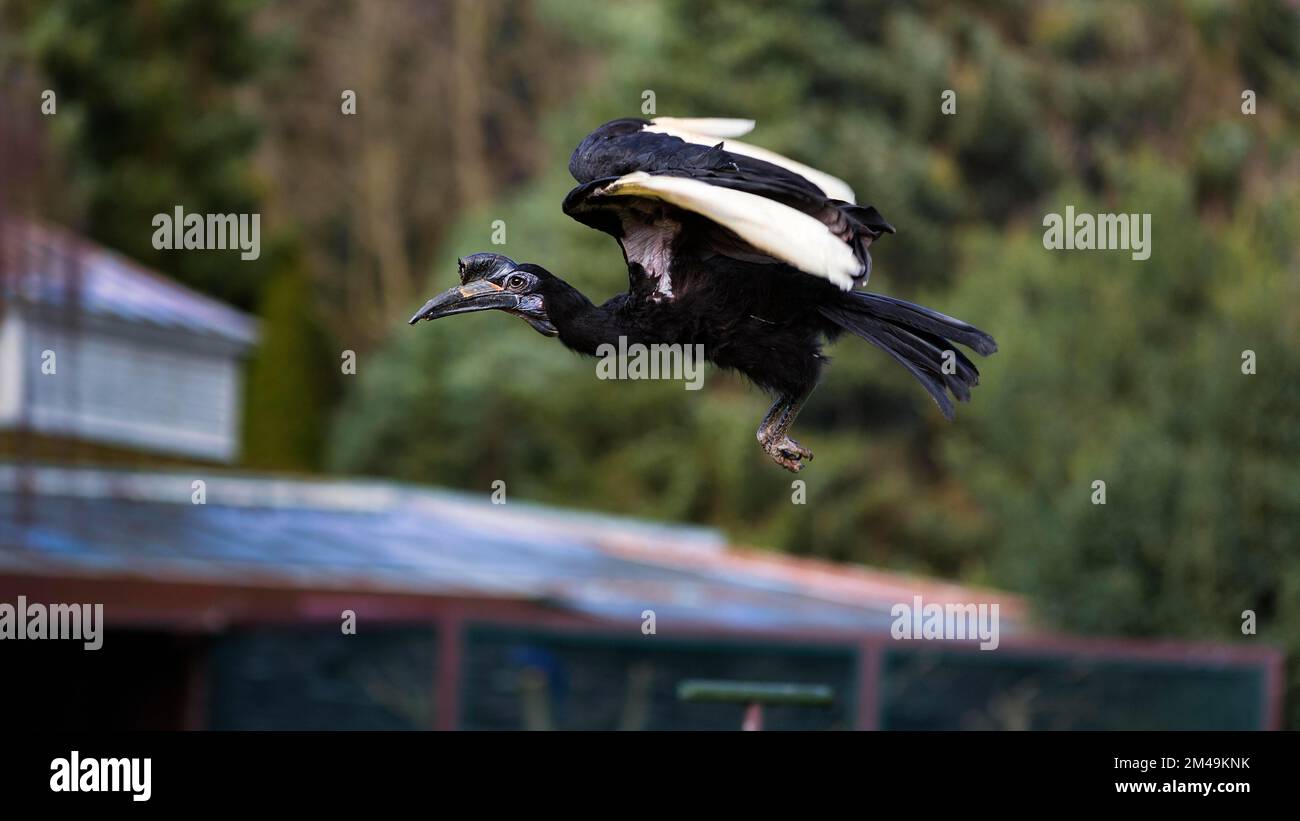 Northern ground hornbill (Bucorvus abyssinicus) flying during flight show in bird park, movement study, Weltvogelpark Walsrode, Lower Saxony, Germany Stock Photo
