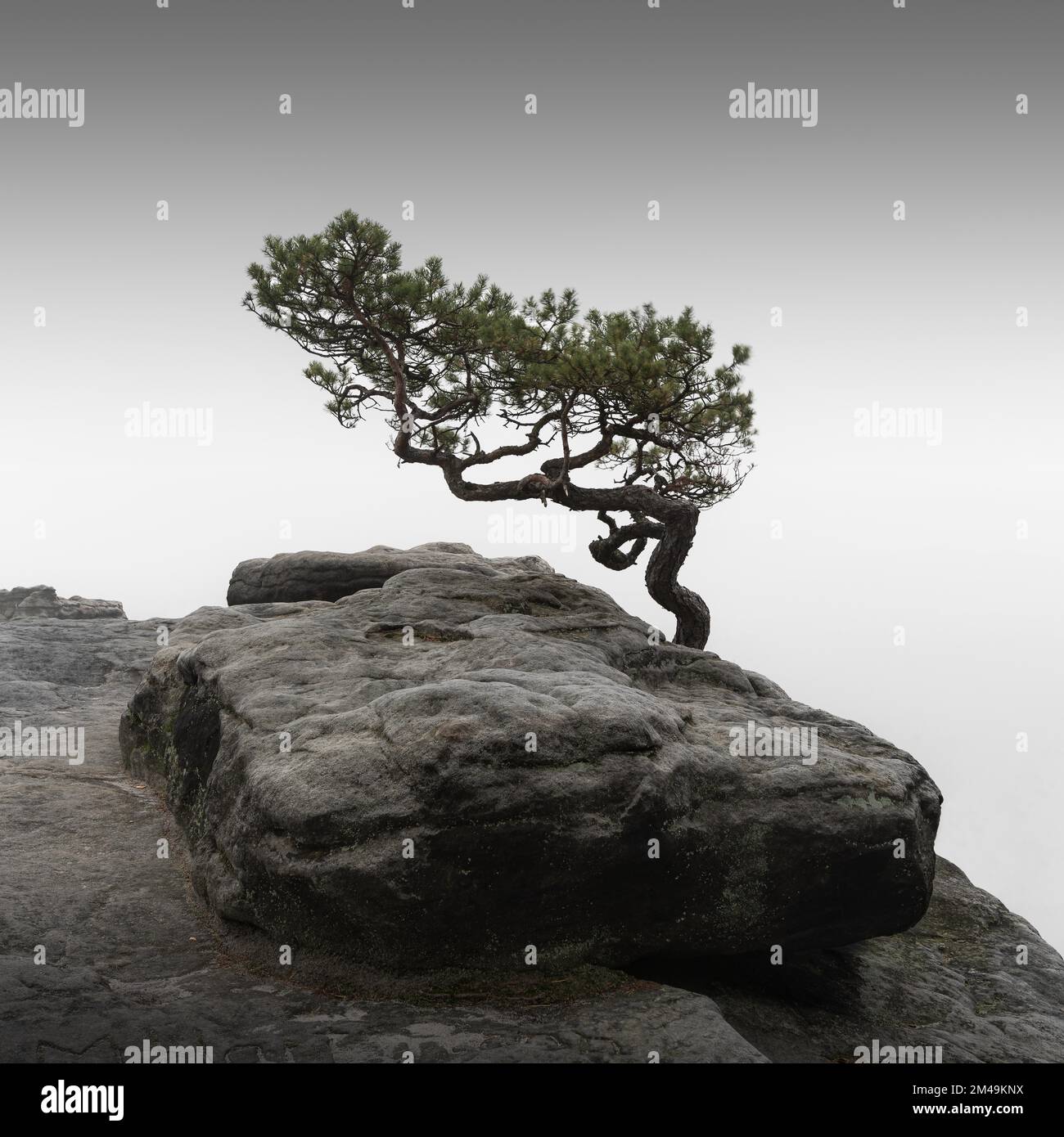 A pine tree on the Lilienstein in Saxon Switzerland near Dresden Stock ...