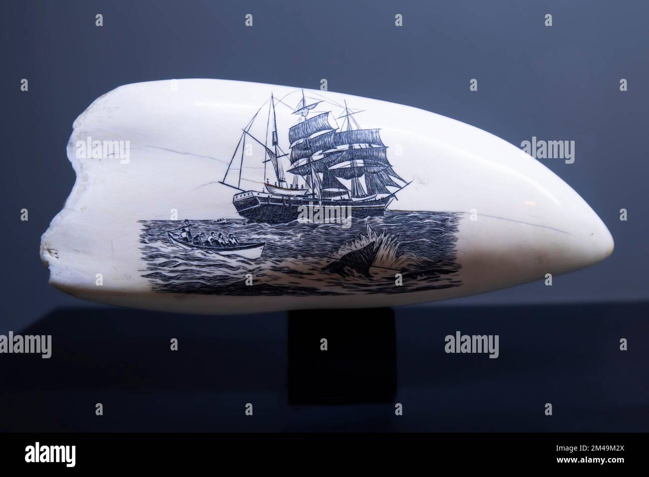 Historical drawings on a tooth of a sperm whale (Physeter macrocephalus) (Syn.: Physeter catodon), Whale Museum in Canical, Madeira Island, Portugal Stock Photo