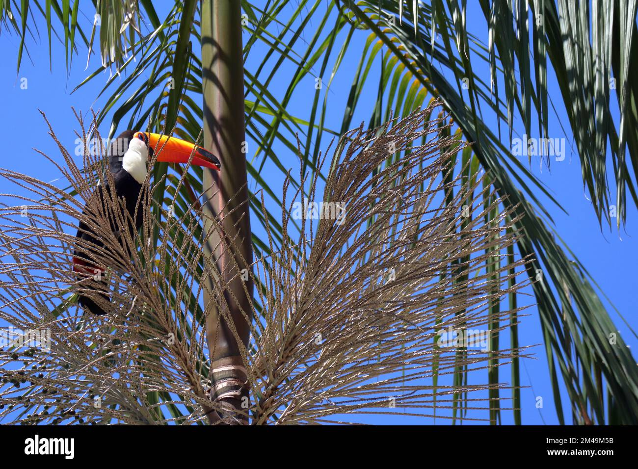 Ramphastos toco, or Toucans, on a Jussara Palm, Euterpe edulis, in Brazil. Stock Photo