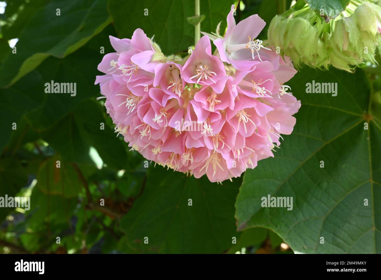Light pink Dombeya flowers blooming in closeup Stock Photo