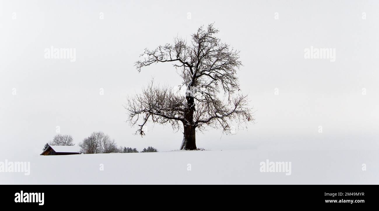 Lonely tree black white hi-res stock photography and images - Alamy