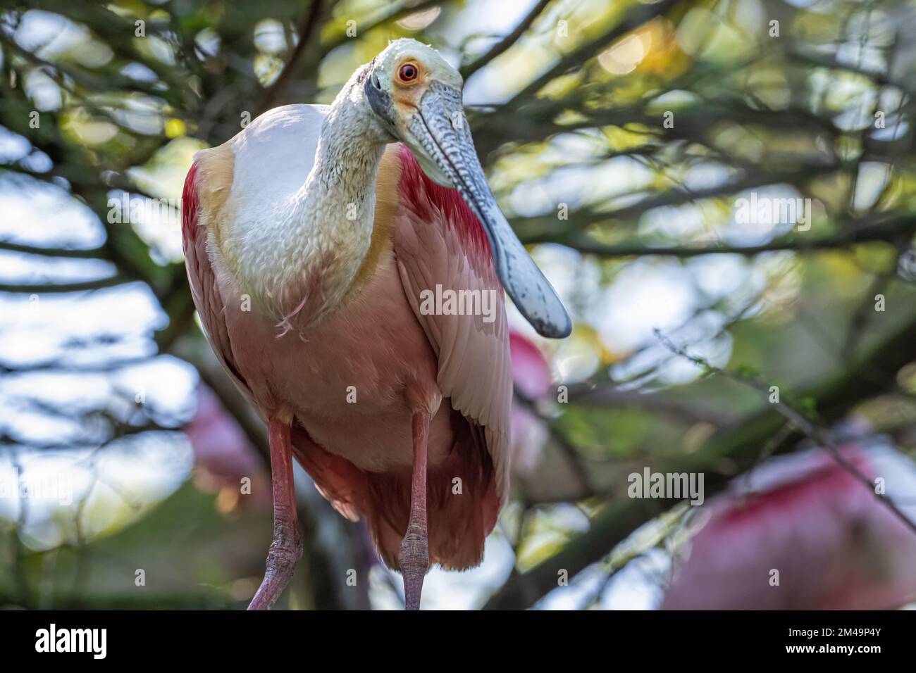 Roseate Spoonbills (Platalea ajaja) perched in a tree at a wading bird rookery on Anastasia Island in St. Augustine, Florida. (USA) Stock Photo