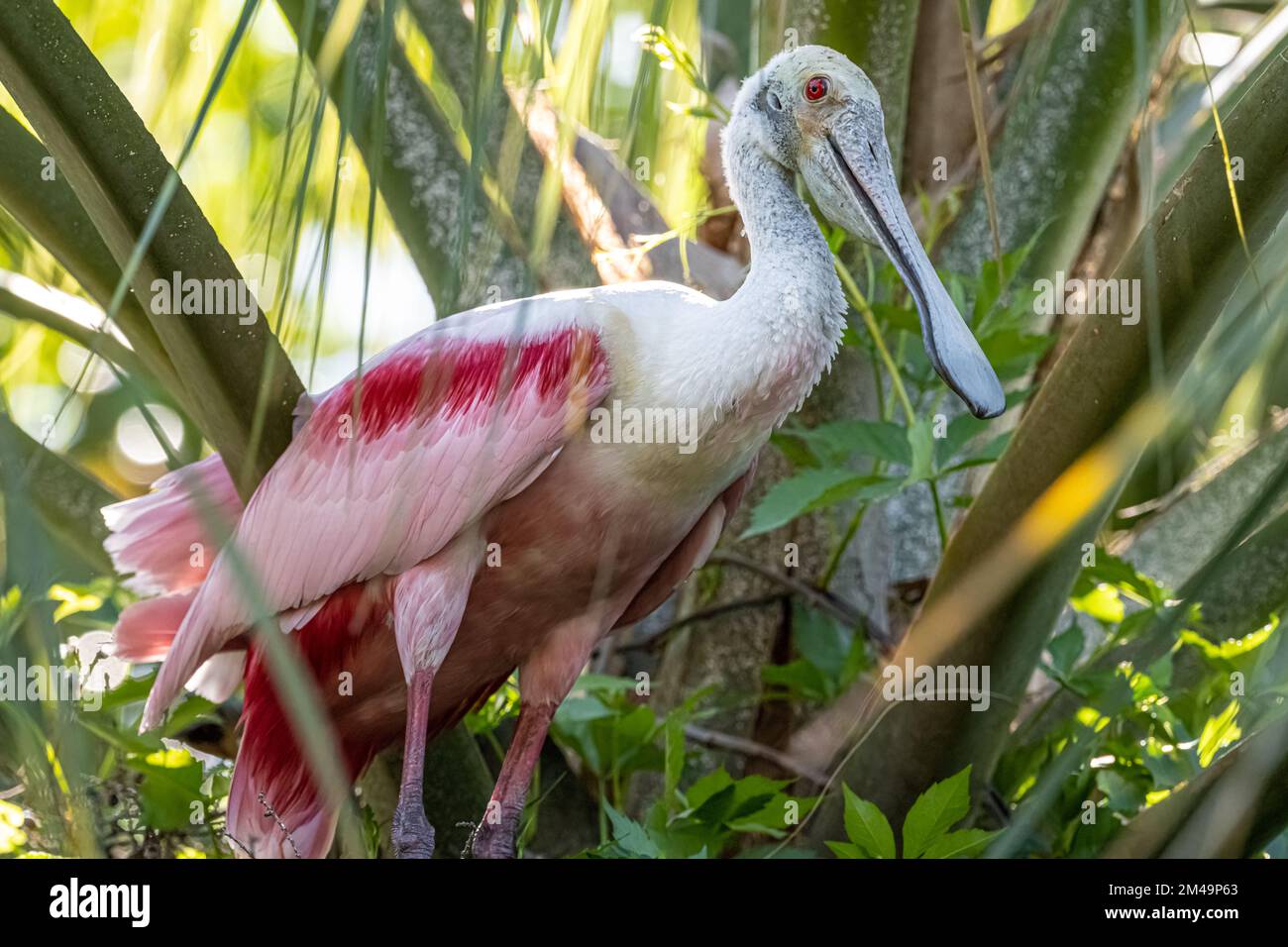 Roseate Spoonbill (Platalea ajaja) perched in a palm tree on Anastasia Island in St. Augustine, Florida. (USA) Stock Photo