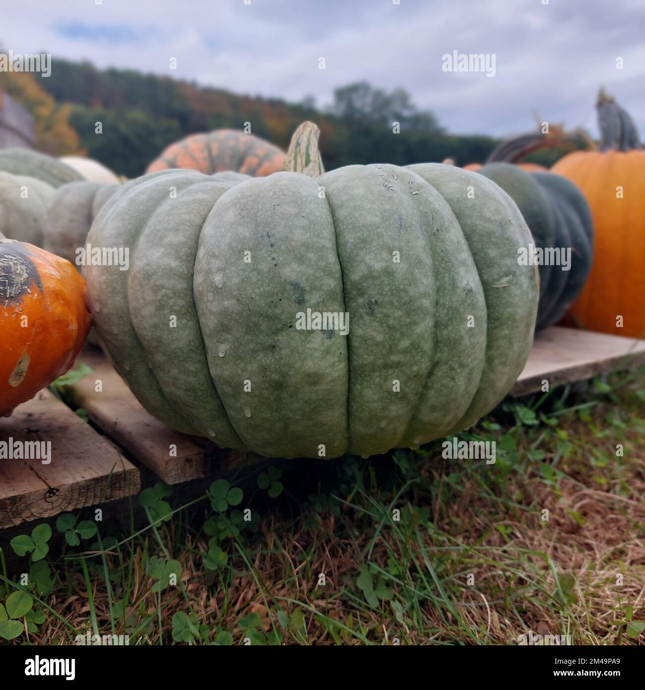 A selective focus shot of a green pumpkin on a wooden dock in the field ...