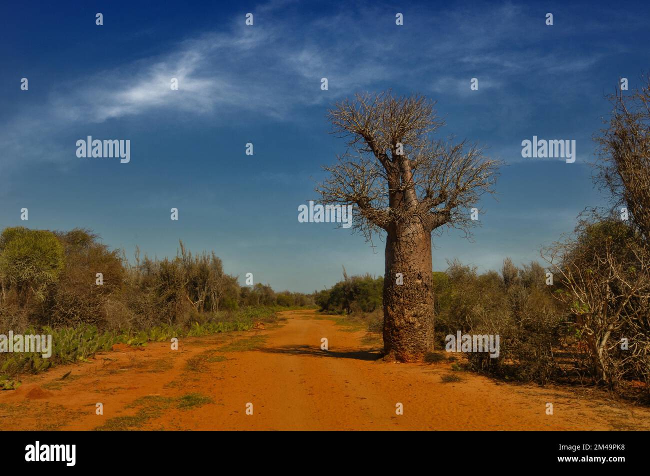 A baobab (Adasonia perrieri) in the thorn savannahs of southwest Madagascar Stock Photo