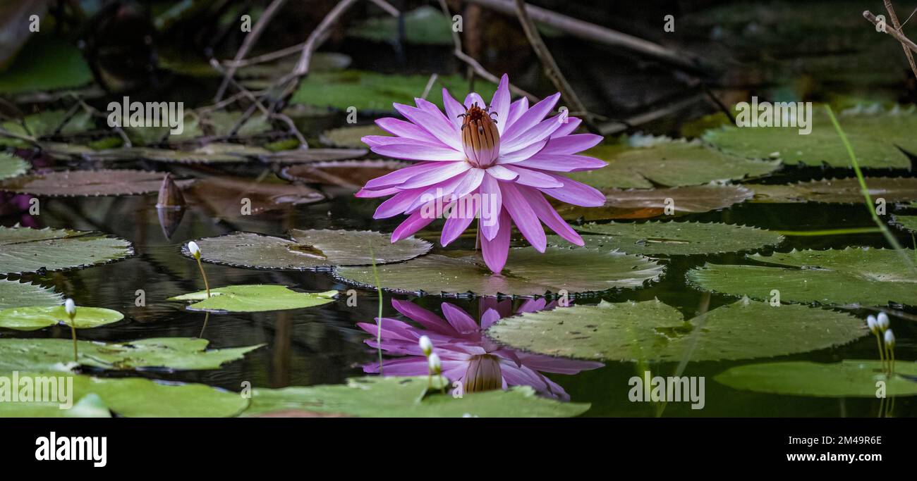 A panoramic view of pink waterlily and its reflection surrounded by  green lily-pads in a pristine freshwater habitat in Cairns, QLD, Austrtalia. Stock Photo
