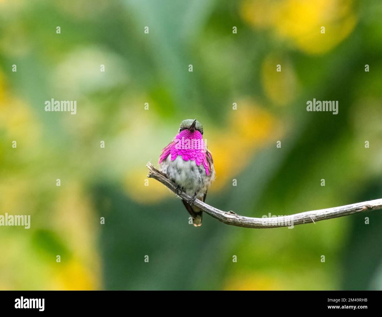 Wine throated hummingbird perched on a tree Stock Photo