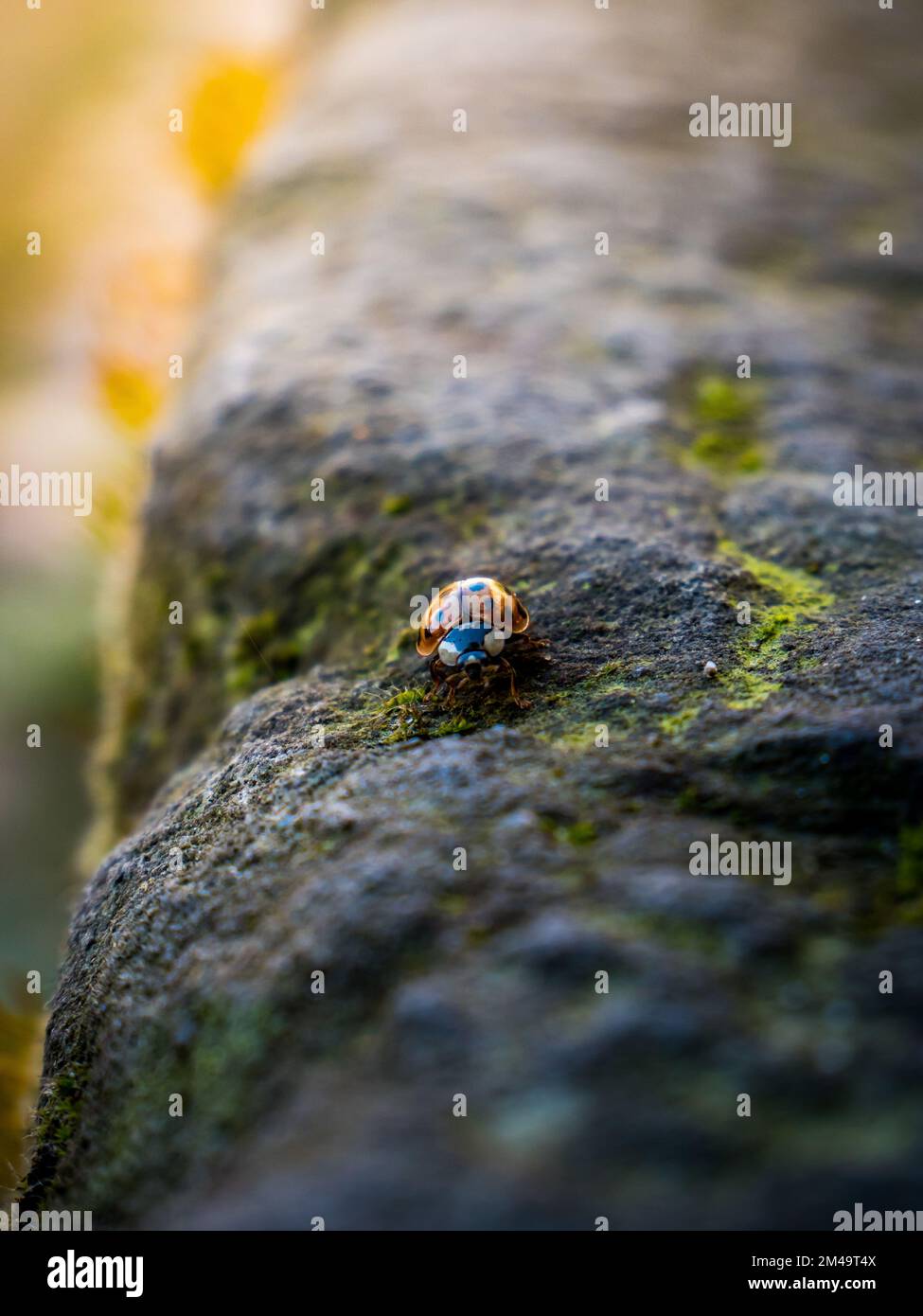 A beautiful closeup view of a ladybug on a tree bark Stock Photo - Alamy