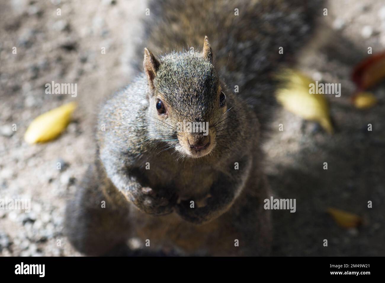 Eastern gray squirrel (Sciurus Carolinensis) standing on two feet with direct eye contact Stock Photo