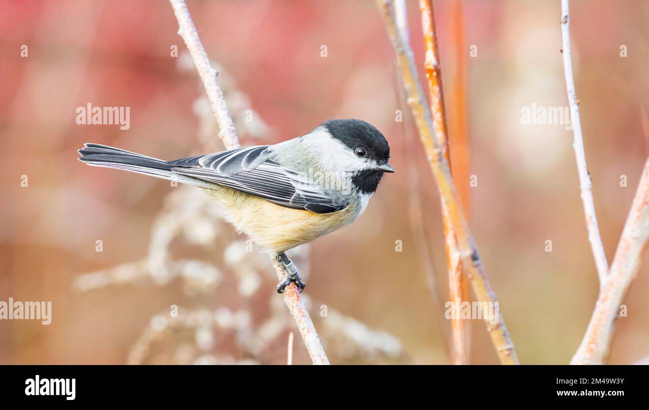 Banded black-capped chickadee (Poecile Atricapillus) in Tommy Thompson Park, Toronto, Canada Stock Photo