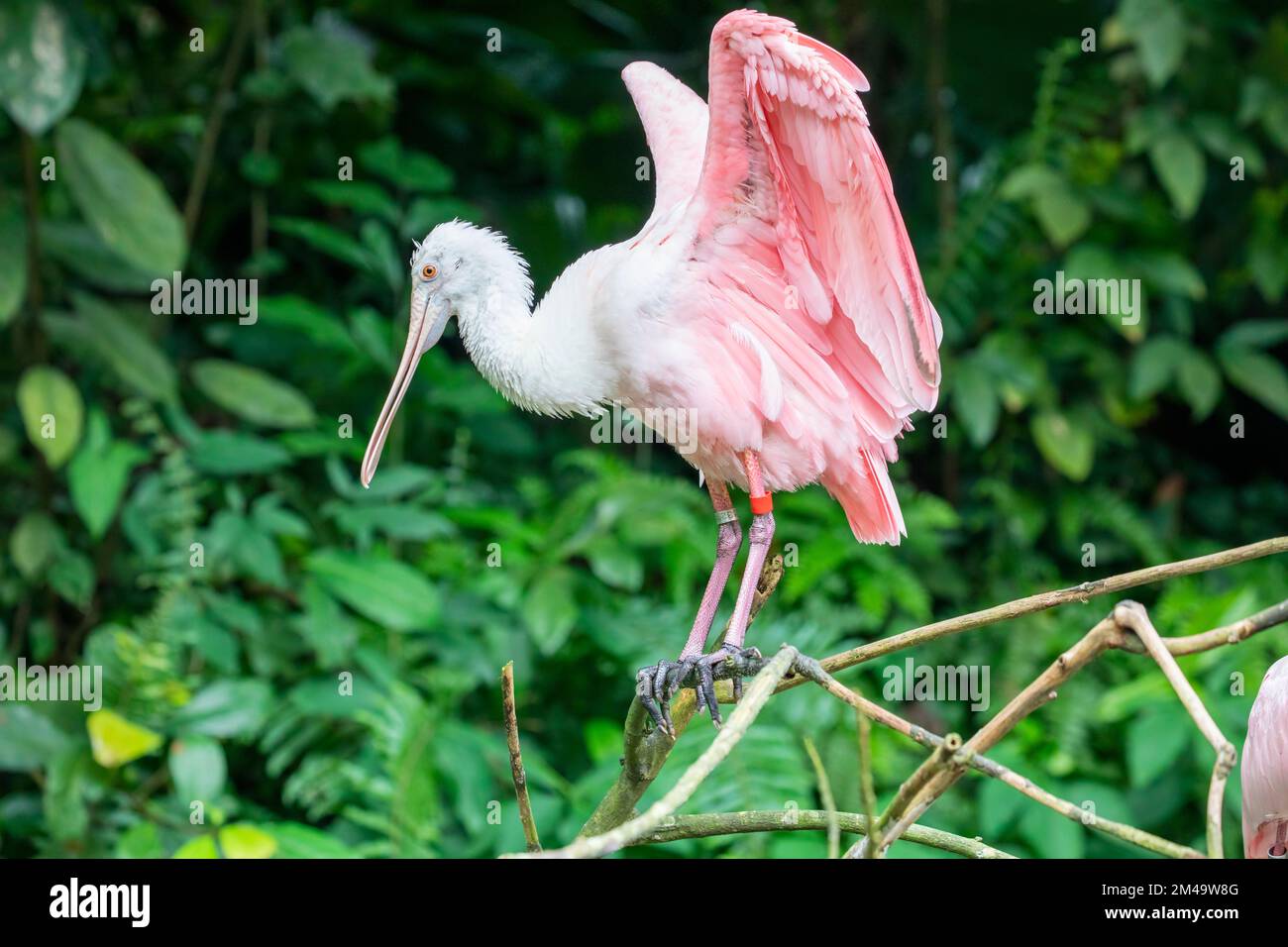 The roseate spoonbill is a gregarious wading bird of the ibis and spoonbill family.  It is a resident breeder in South America. Stock Photo