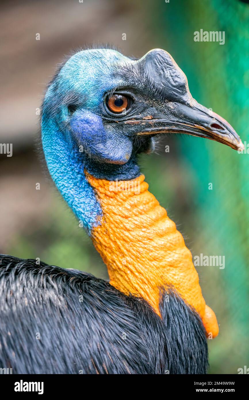 The northern cassowary (Casuarius unappendiculatus) is a large, stocky flightless bird of northern New Guinea. Stock Photo