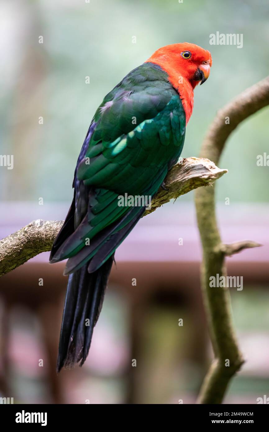 the male Australian king parrot (Alisterus scapularis) close up image