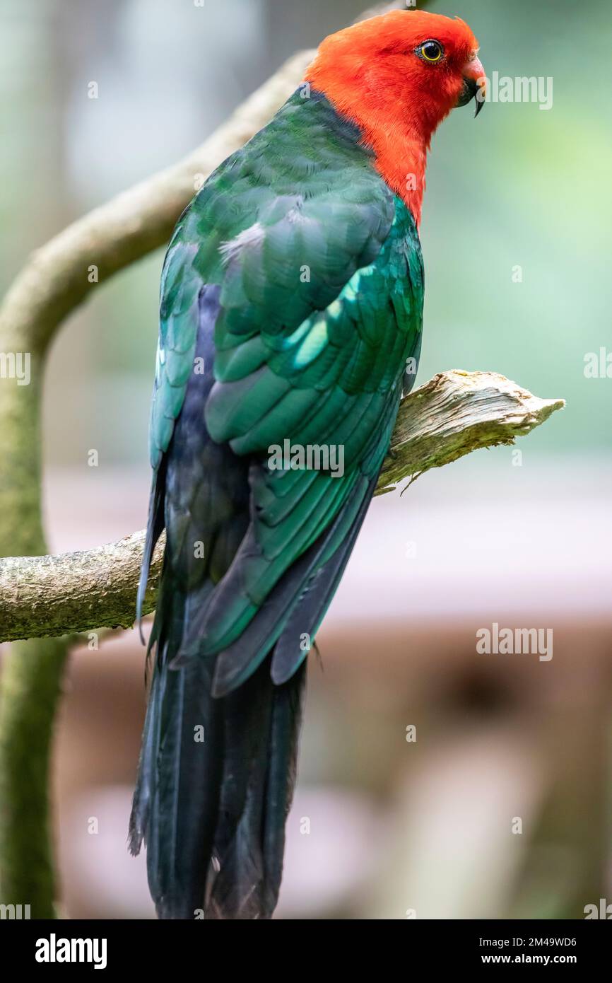 the male Australian king parrot (Alisterus scapularis) close up image