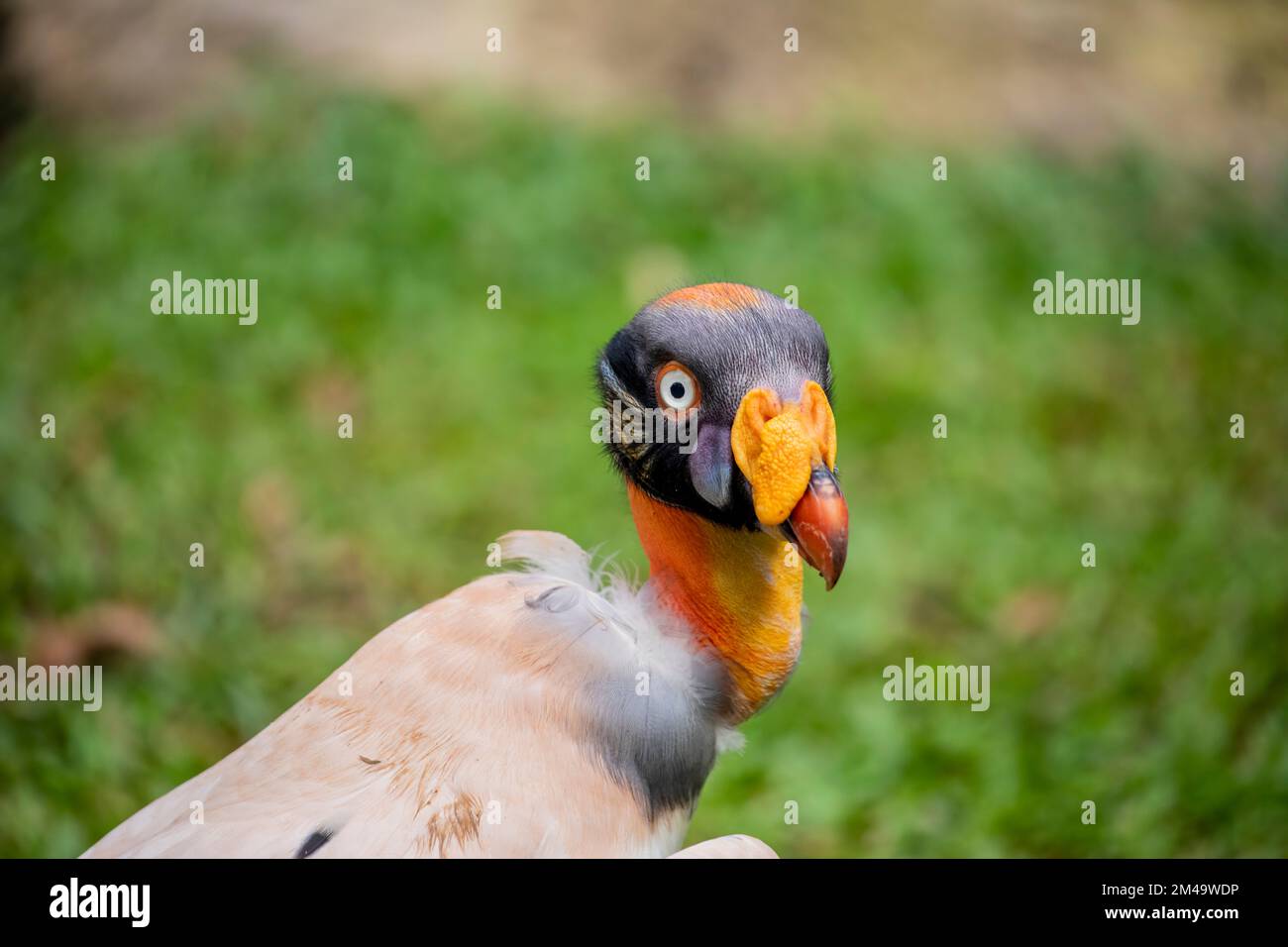 The King vulture is a large bird found in Central and South America. It is a member of the New World vulture family Cathartidae. Stock Photo