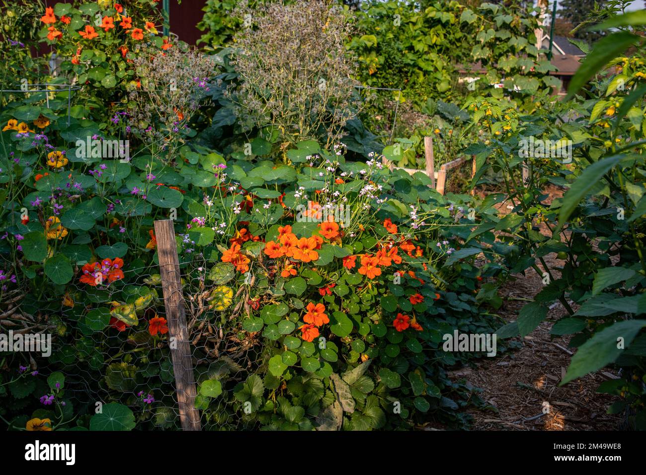 nasturtium plants growing along a garden fence - they are know for helping to repels whiteflies, squash bugs, aphids, several beetles, and cabbage loo Stock Photo