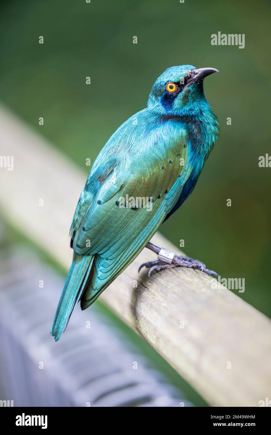 The lesser blue-eared starling (Lamprotornis chloropterus) is a species of starling in the family Sturnidae. There is a stripe through the eye Stock Photo
