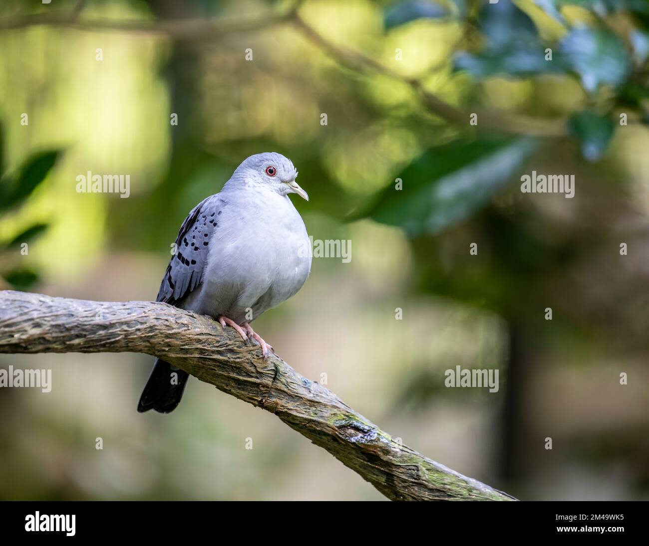 The male blue ground dove (Claravis pretiosa) is a small New World tropical dove. It is a resident breeder from southeastern Mexico Stock Photo