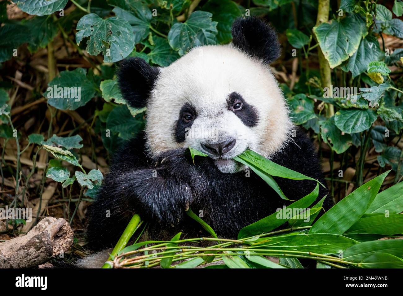 The baby giant panda "Lele" (Ailuropoda melanoleuca) is lying down in