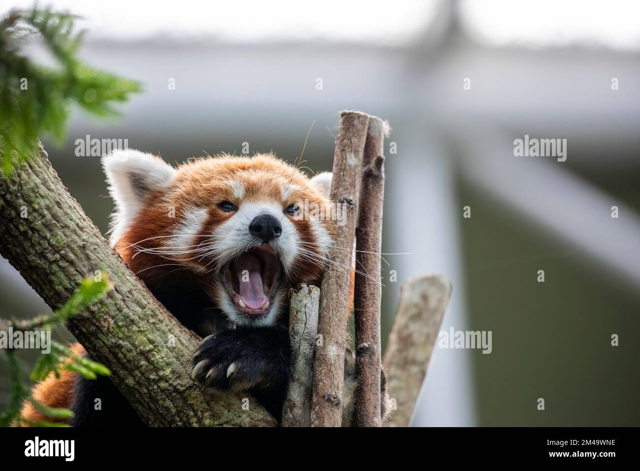 Cute Red Panda Memes Animalbaby animalbaby7777 Adorable Little Cute Red Panda Memes Animalbaby animalbaby7777 Adorable Little