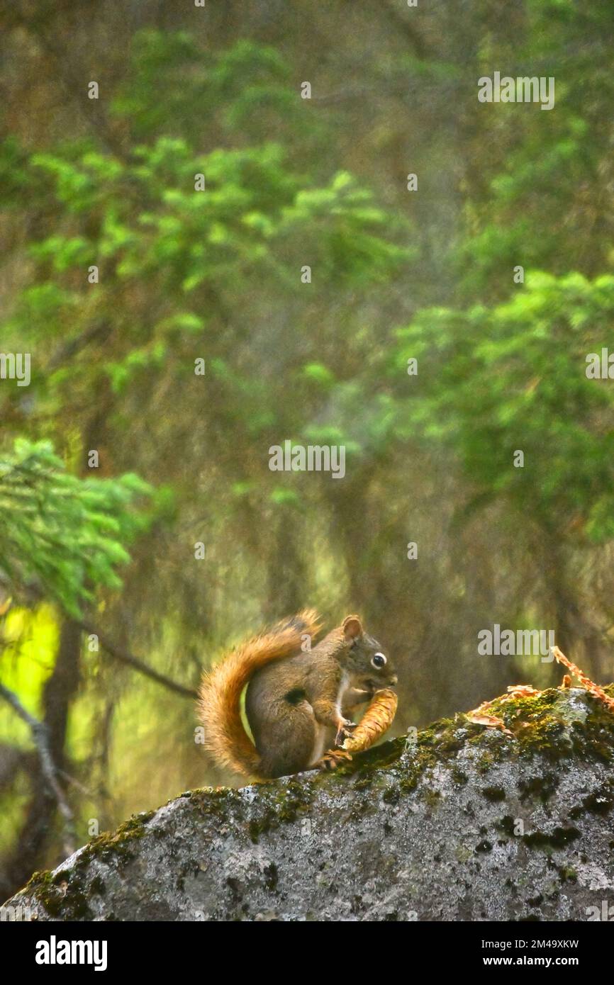Vertical image of an American red squirrel (Tamiasciurus hudsonicus) eating pine cone seeds on a grey boulder beneath a green spruce tree. Stock Photo