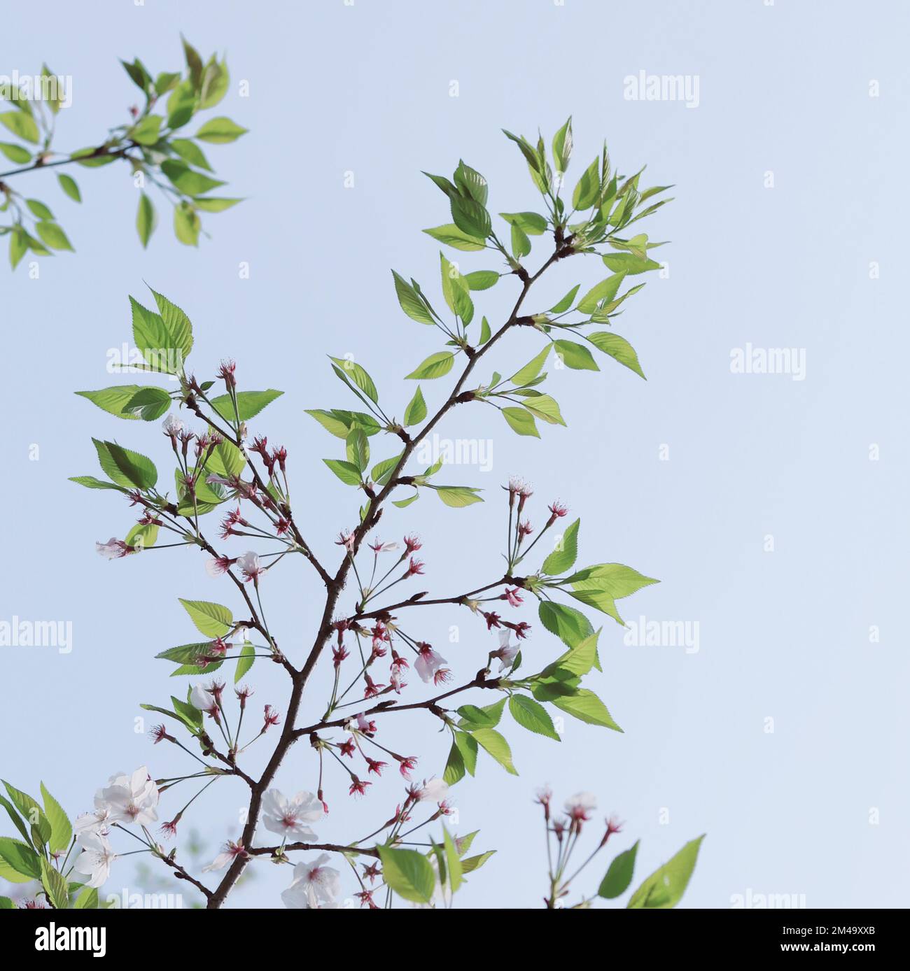 A beautiful shot of blooming sakura tree branch on blue sky background ...
