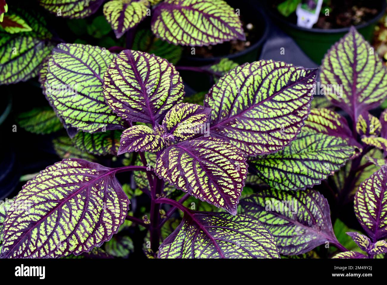 A closeup shot of Coleus plant in fresh bloom Stock Photo - Alamy