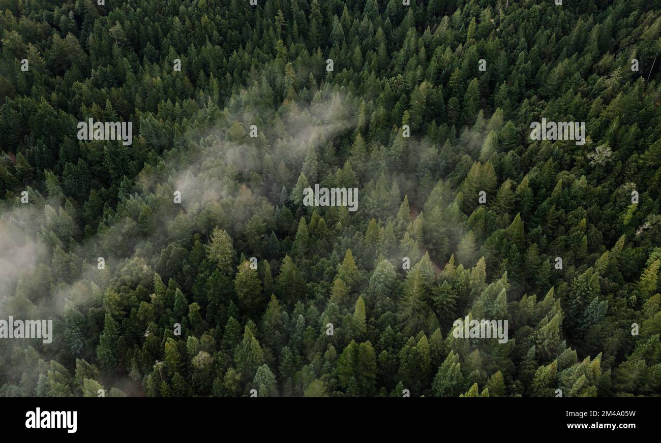 Aerial view of fog over dark pine forest trees Stock Photo - Alamy