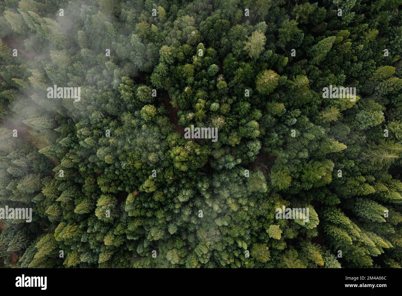 Aerial view of fog over dark pine forest trees Stock Photo - Alamy