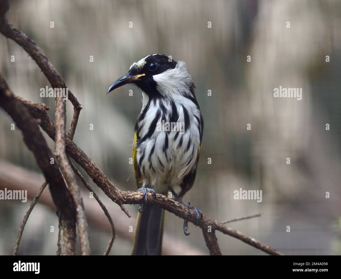 Watchful attentive White-cheeked Honeyeater with keen eyes and distinctive plumage. Stock Photo