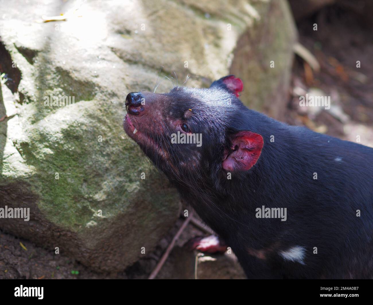 A closeup portrait of a powerful savage Tasmanian Devil in natural beauty. Stock Photo